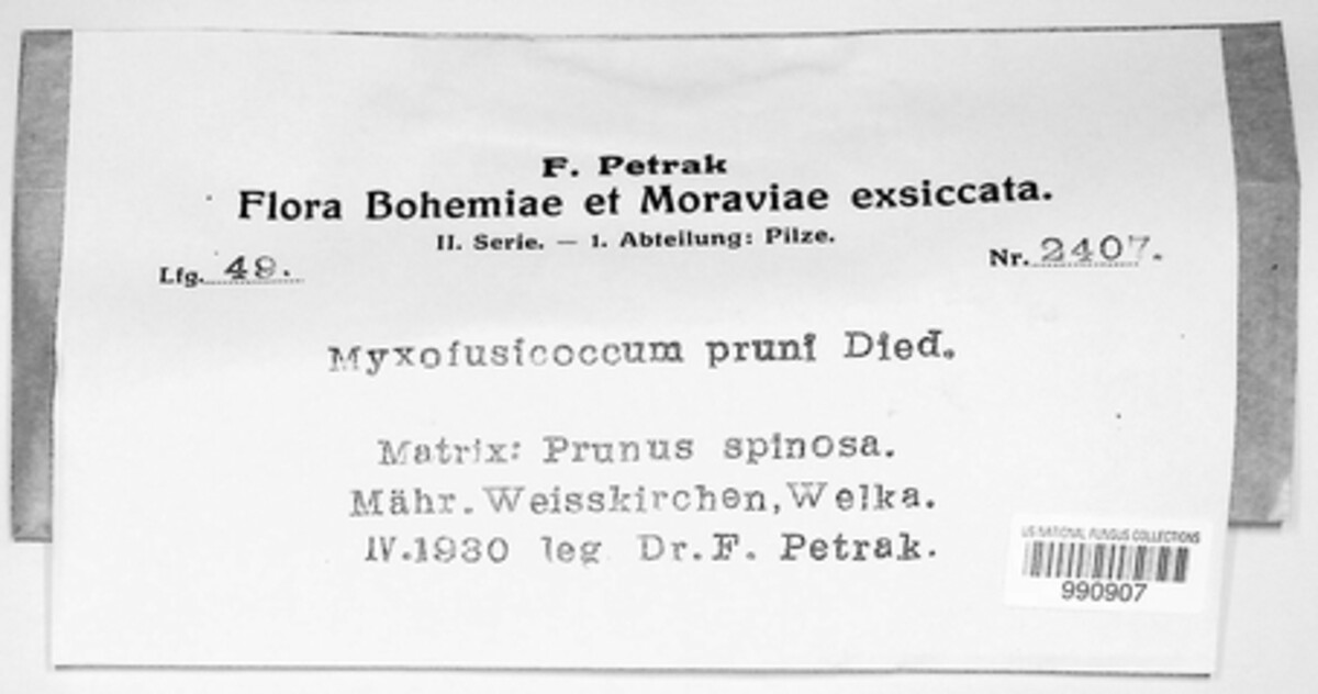 Myxofusicoccum prunicola image